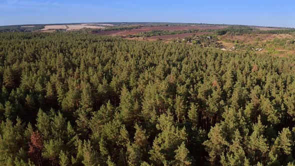 Aerial View of Flying Over the Forest and River