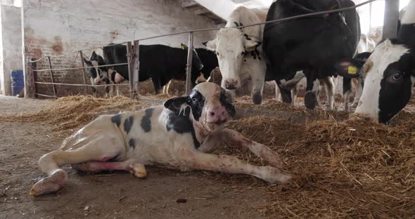 The newborn calf on the farm is trying to get to his feet for the first time alt