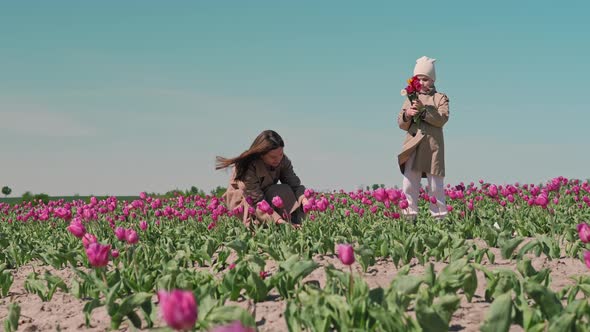 Woman with child picks a bouquet of red tulips