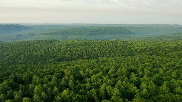 Flying Drone Captured Green Forest on Summer Day - Aerial Footage alt
