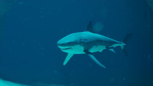 Shark's attack. The shark swimming around on the bottom of the ocean. Danger. alt