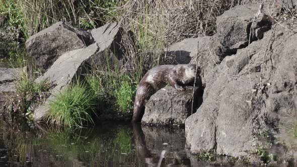 River Otter Eating Fish Over the Rock