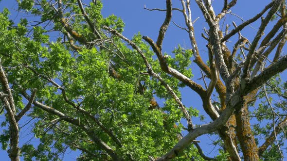 Dry Tree