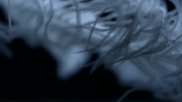 Feather in wind, Slow Motion alt