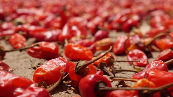 Pods of Raw Red Hot Chili Peppers Dried Lying on the Ground in the Courtyard