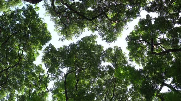 Crown Shyness Big Tree Showing Gap Between Tree Top Avoid Touching In Tropical Forest