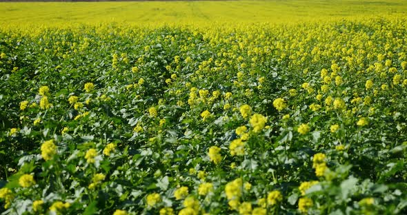 Rapeseed Field 4 alt