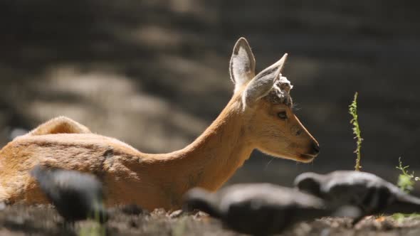 Portrait Of A Young Deer And A Pigeon Flock On A Nature alt