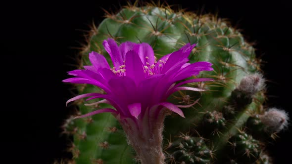 Purple Colorful Flower Timelapse of Blooming Cactus Opening
