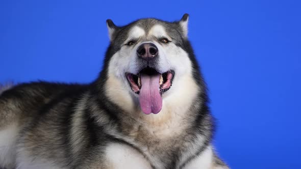 Alaskan Malamute Posing in the Studio on a Blue Background alt