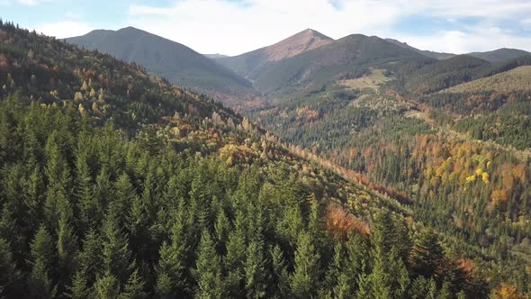 Aerial View of Autumn Mountain Landscape with Evergreen Pine Trees and Yellow Fall Forest with alt