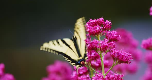 Butterfly feeding from flowers