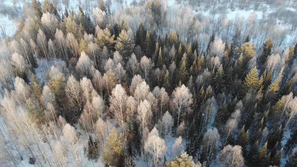 16 Beautiful Winter Forest In The Morning