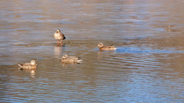 Ducks Swim on Lake