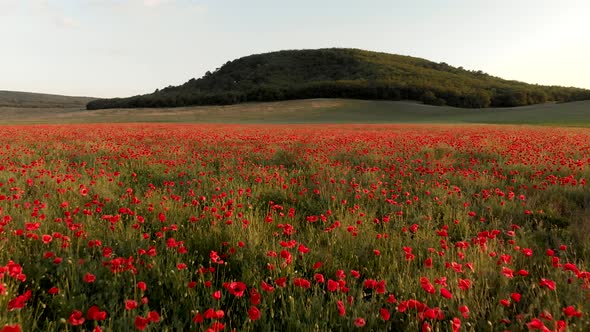 Flight Over Field of Red Poppies at Sunset