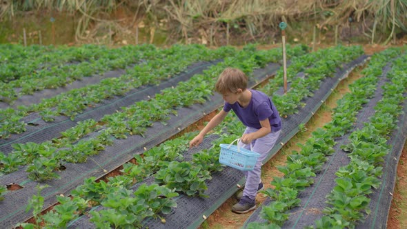 A Little Boy Collects Strawbery on an Eco Farm. Ecoturism Concept alt
