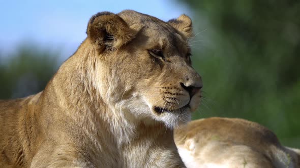 Close up of young Lion as it lounges in the sun alt