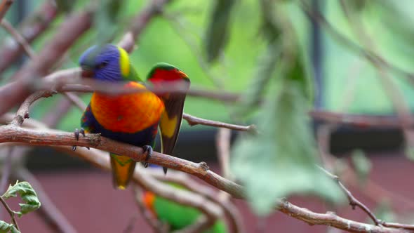 Close up tropical cute Lori Parrot Couple perched on branch of jungle tree,prores high quality shot alt