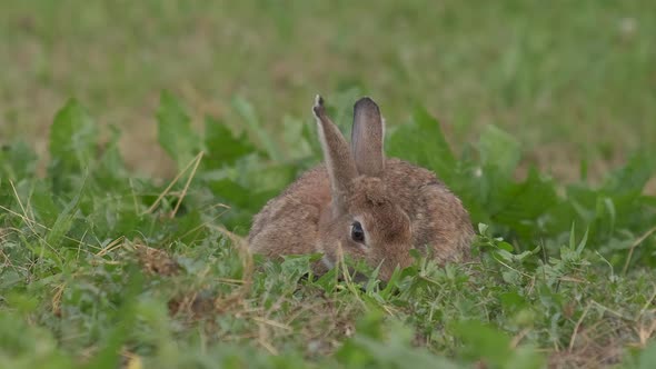 Oryctolagus Cuniculus, or Wild European Rabbit Close Up, Eating Grass in Nature alt