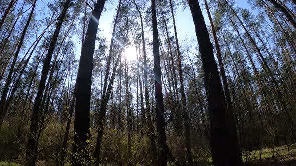 Walking Through the Forest with Pine Trees During the Day POV Slow Motion alt