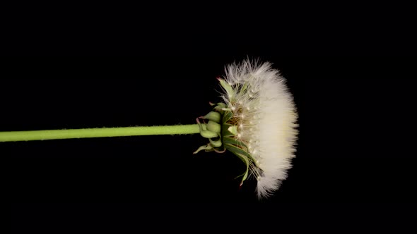 Time Lapse of Dandelion Opening Against a Black Background