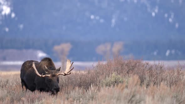 Bull Moose grazing in a field walking through the brush in Wyoming alt
