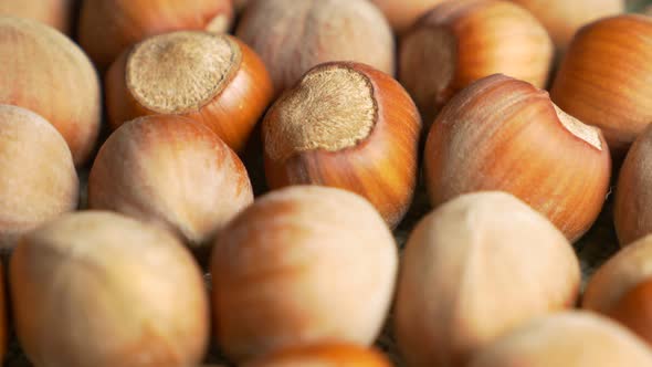 Hazelnut filbert close-up 4K UHD 3840X2160 footage  - Hazelnut   filbert  4K 2160p UHD natural video alt