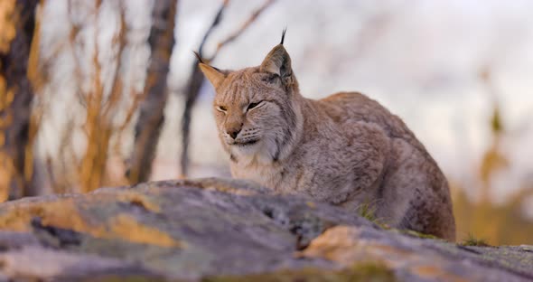 Eurasian Lynx Resting on a Rock in Forest Looking for Prey
