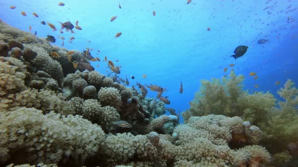 Tropical Coral Garden alt