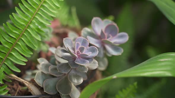 Close Up of an Echeveria Gibbiflora Var