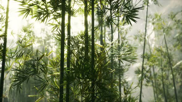 Green Bamboo Forest with Morning Sunlight alt