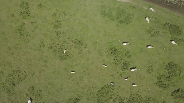 Aerial top view of cows Walking in Field 4K