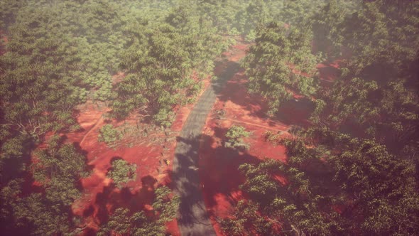 Aerial Shot of Road Snaking Through Green Trees alt