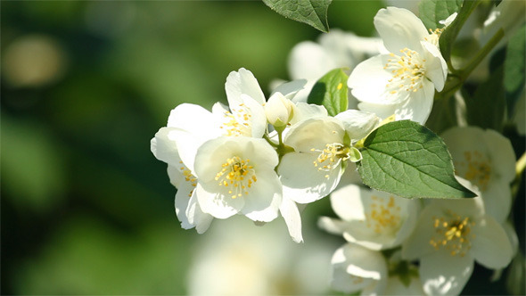 Flower Of Jasmine