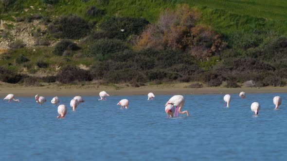 Flamingos in the Lake Wild Pink Greater Flamingo in the Salt Water Nature Birds Wildlife Safari Shot alt