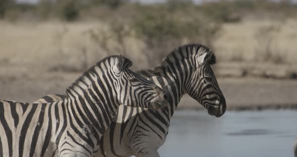 Zebras Fighting Biting and Running