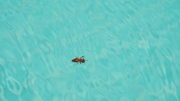 Bee Into a Pool