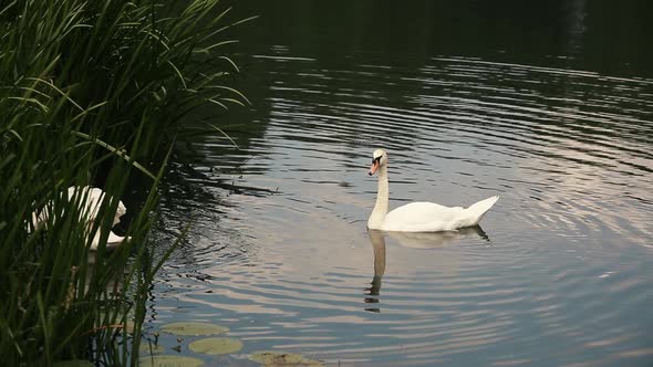 Two Lovely Swans Swims in the Big Blue Lake