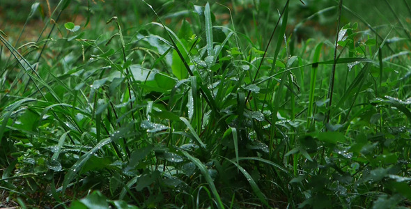 Grass In The Rain