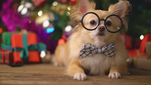 cute white brown tiny lapdog sit relax in christmas festive decorating items alt