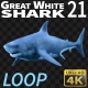 Shark 21 - VideoHive Item for Sale