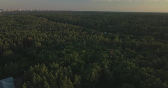 Drone Flight Over Pine Forest During Sunset, Clear Blue Sky