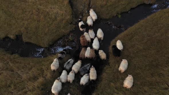 Herd of sheep. A flock of sheep runs across the field. Icelandic sheep. Sunset. alt