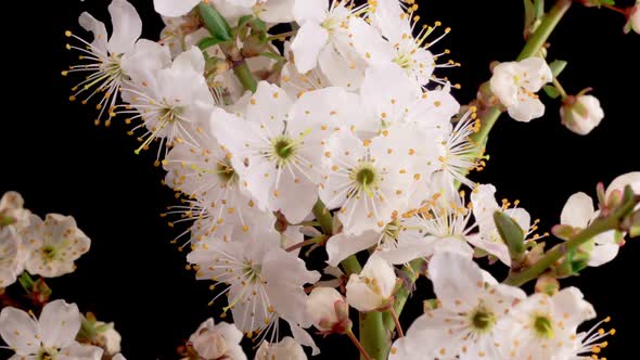 Cherry Blossom. White Flowers Blossoms on the Branches Cherry Tree. alt