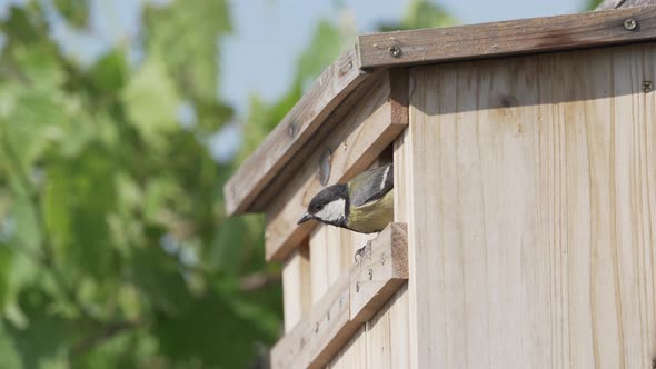 Video Tit Coming Out of Nest Box Flying Away