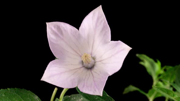 White Beautiful Summer Platycodon Flower Opening Blossom in Time Lapse on a Black Background alt