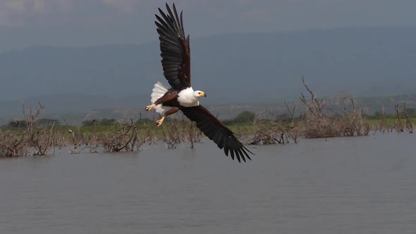 980304 African Fish-Eagle, haliaeetus vocifer, Adult in flight, Fish in Claws, Fishing at Baringo La alt