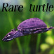 Rare Turtle - VideoHive Item for Sale