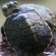 The Turtle - VideoHive Item for Sale