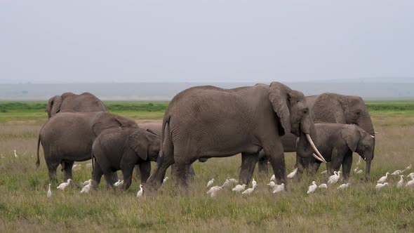 Family Herd Of African Elephants Grazing Walking In African Savannah